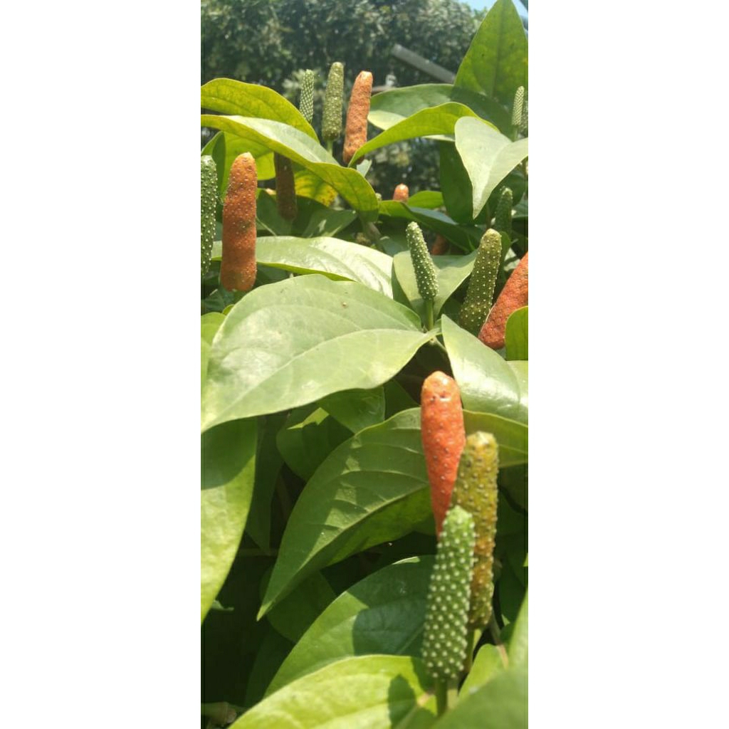 

Cabe Jawa / Cabe Jamu petik segar