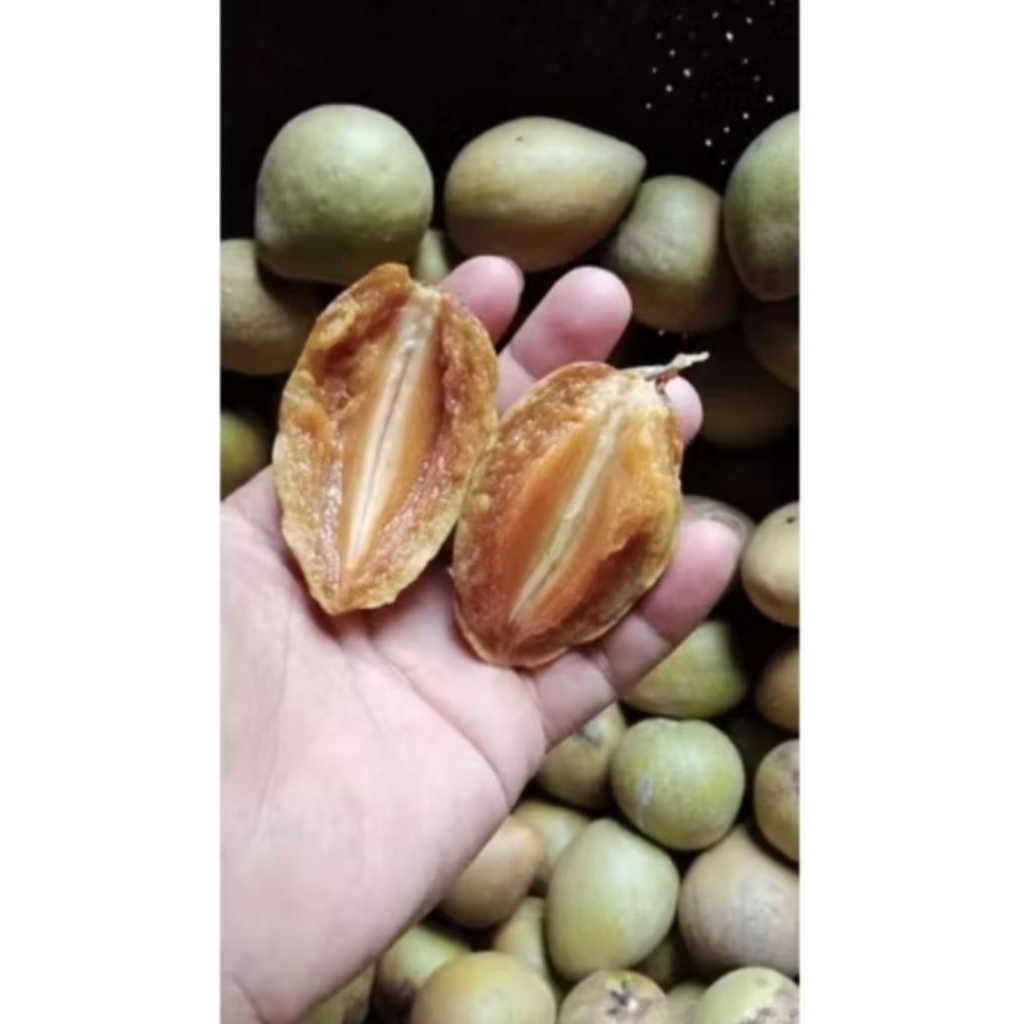 

Buah sawo madu super manis lejit