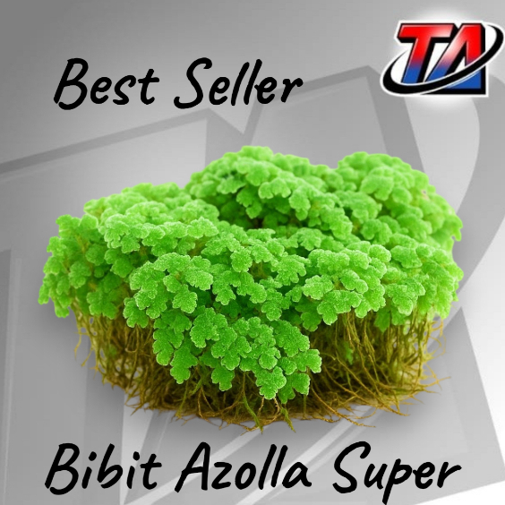 Bibit Azolla Super Cocok untuk Budidaya Ikan Lele, Nila, Ayam, Bebek & Ternak Organik
