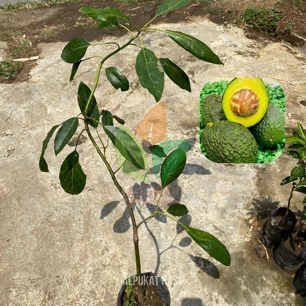Bibit Alpukat Hass asal Sambung Asli Berkualitas