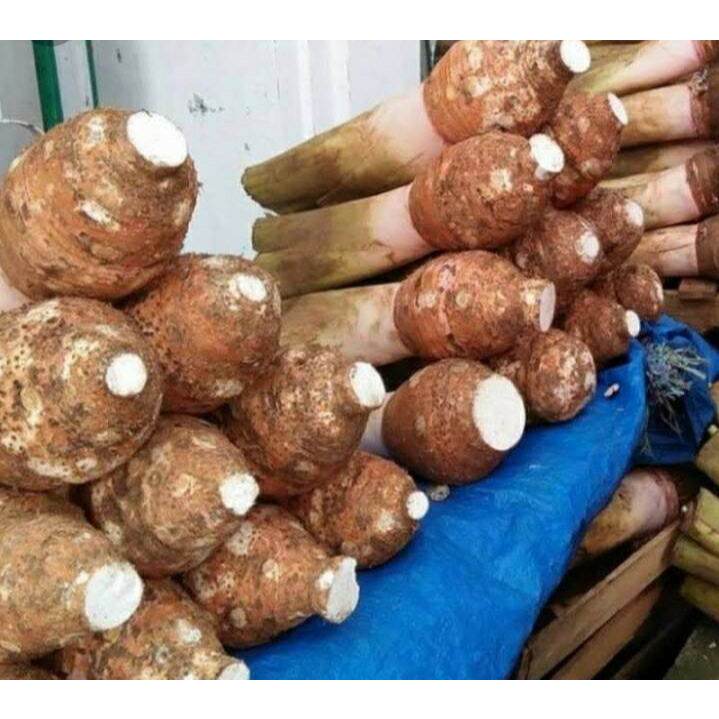 ubi/umbi talas/taleus bogor pulen mentah besar fresh 1 kg