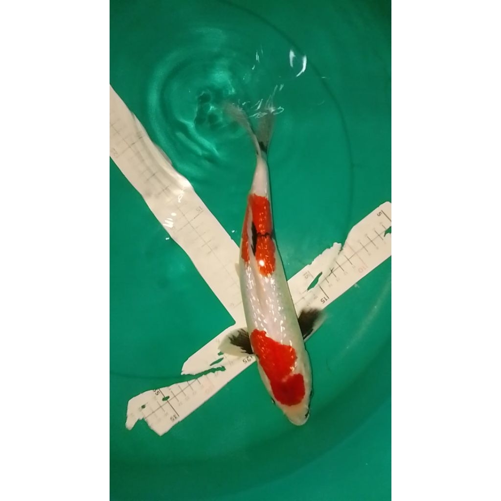 Ikan koi jenis Showa Ginrin 33cm high quality
