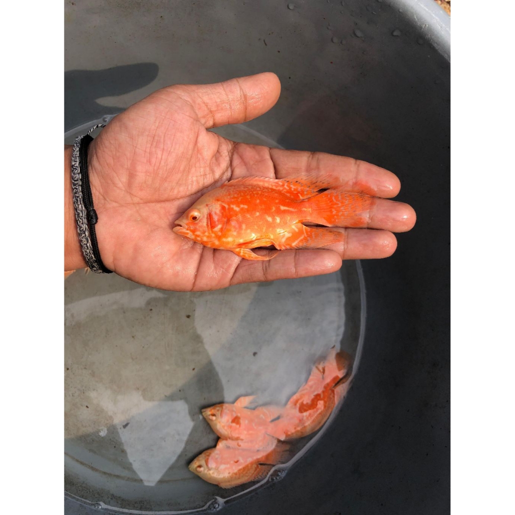Oscar Nemo slayer | Oscar good marking | Oscar Nemo albino berkualitas | Hiasan akuarium