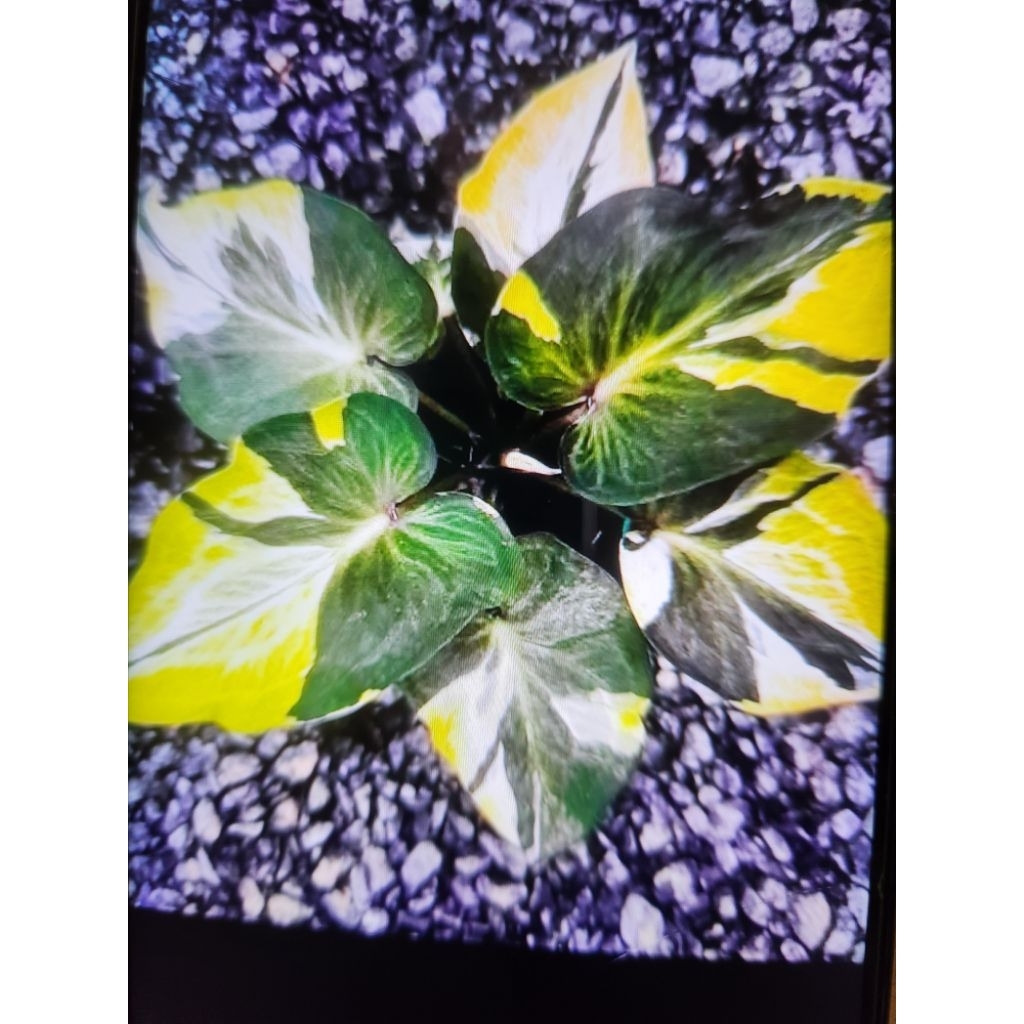 Tanaman Caladium thailand Arthemis Lemon remaja cantik