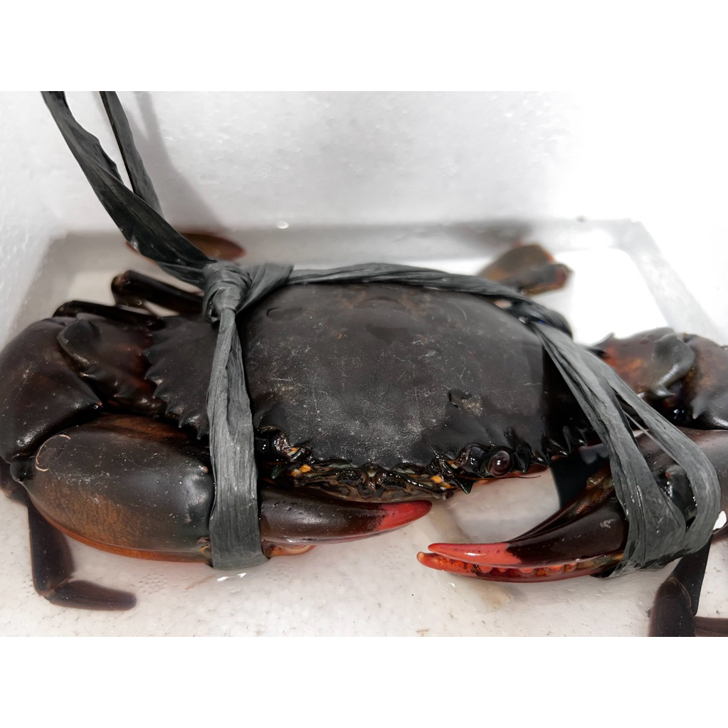 

Kepiting Papua JANTAN HIDUP 1KG. Ukuran 500gram Isi 2 Ekor