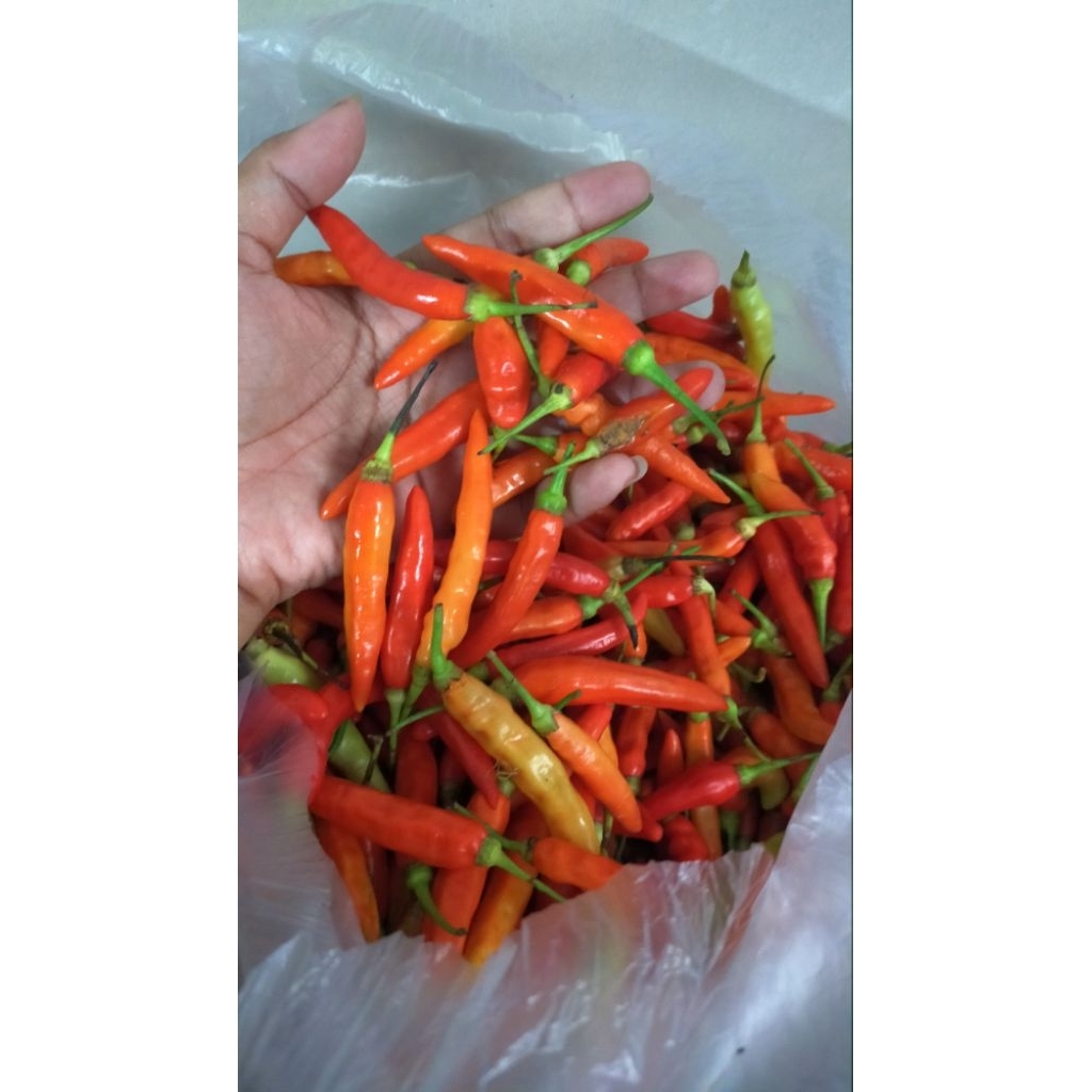 

Baru petik (1kg) Cabai Galak Lombok Setan 3-5 hari tetap fresh