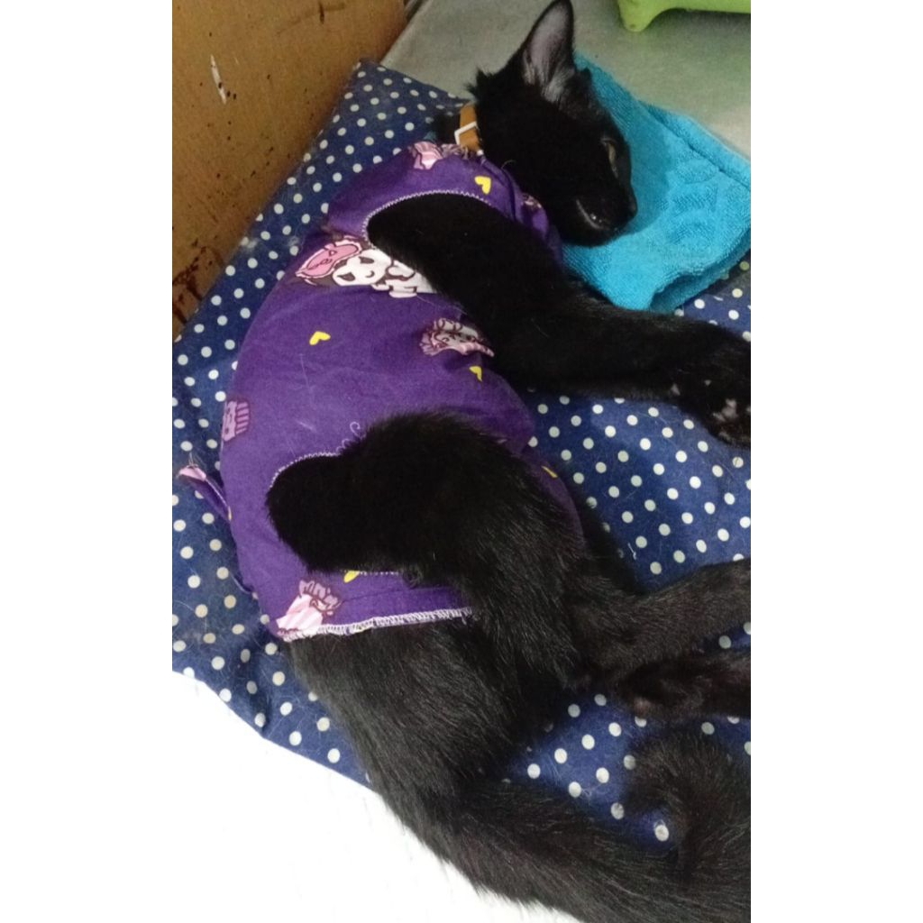 gurita kucing post operasi