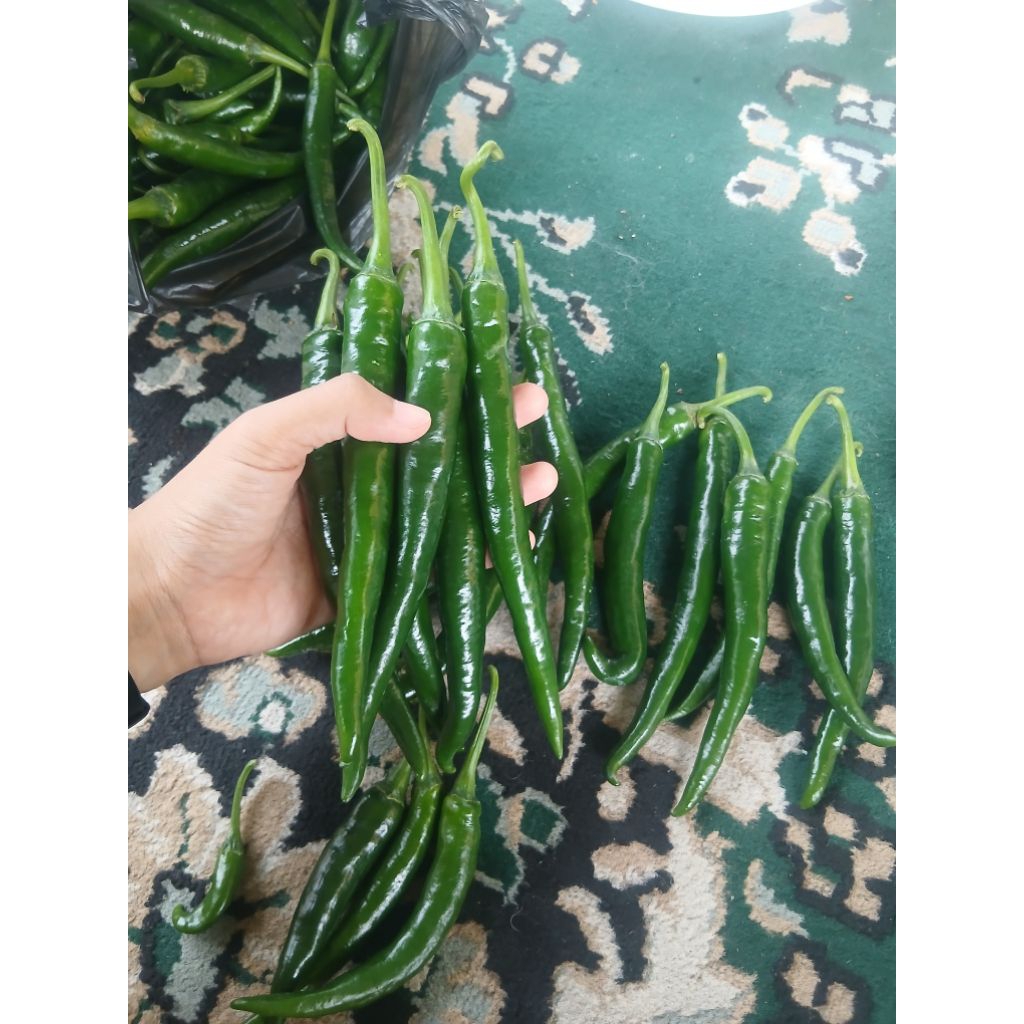 

Cabai Besar Hijau Fresh