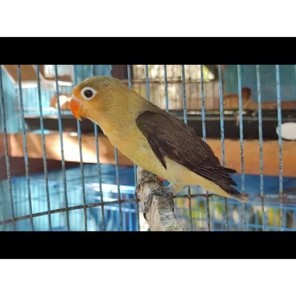 lovebird Pb move pilihan