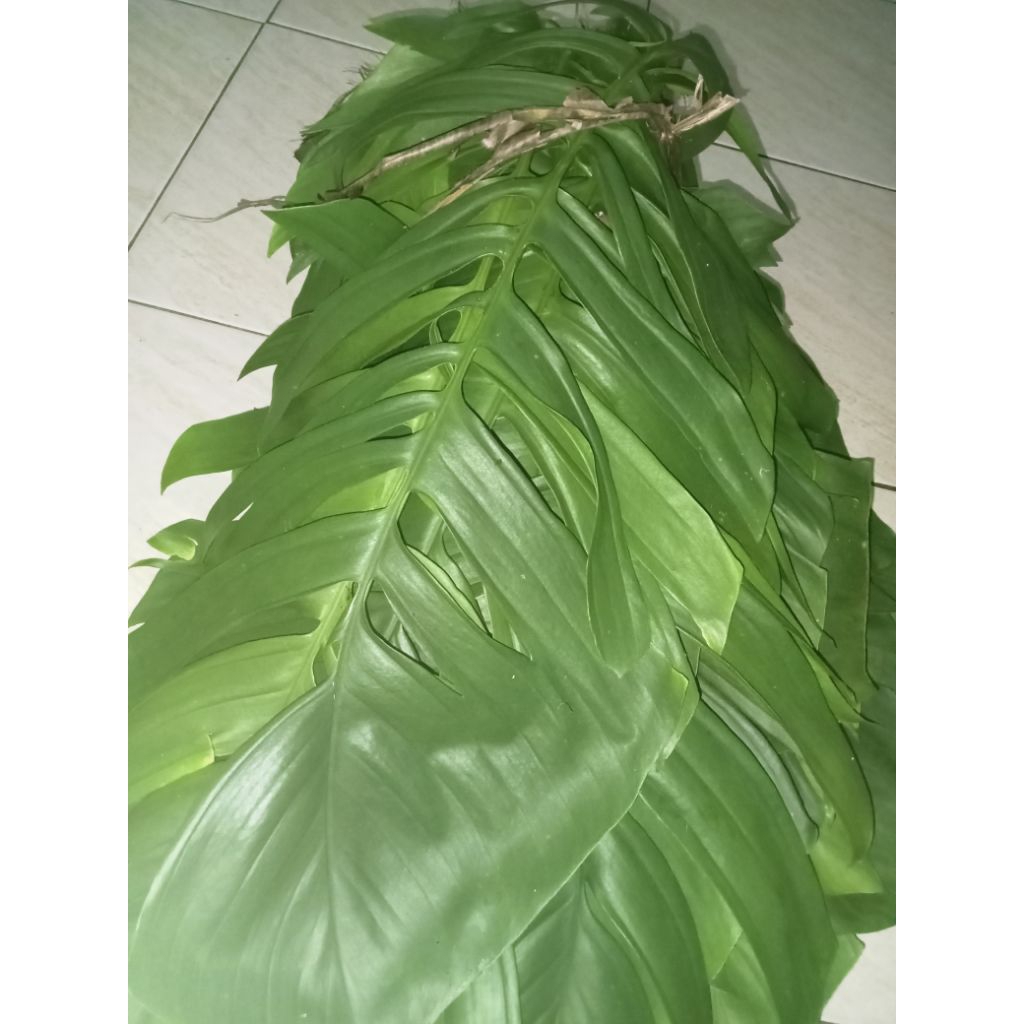 

Daun ekor naga segar 200gr