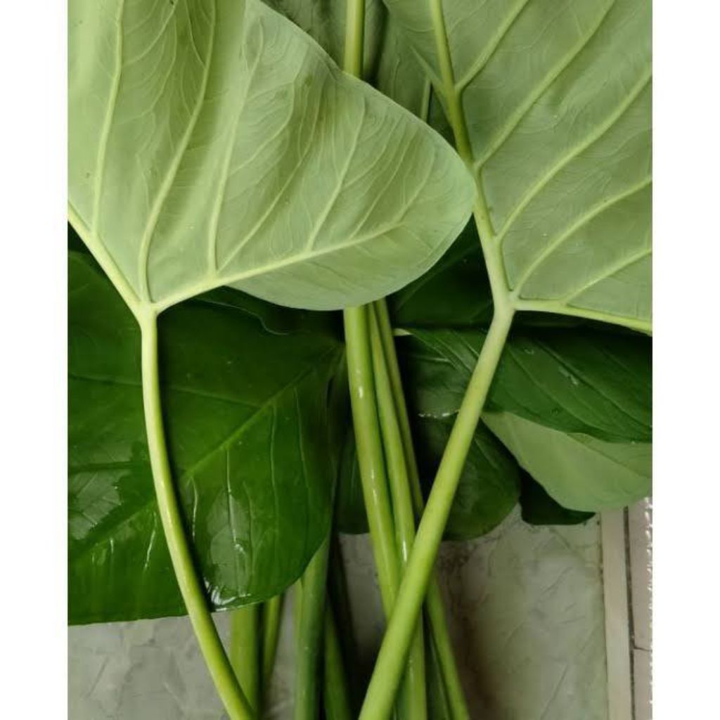 

Daun talas segar 500gr