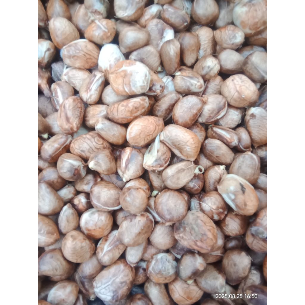 biji kluwih beton  biji timbul umbul fres