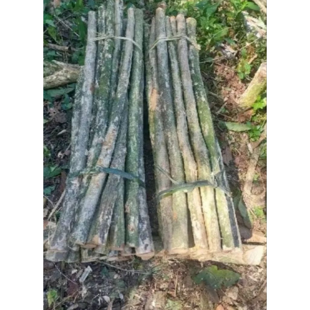 Pohon Kayu Kopi panjang 1 Meter