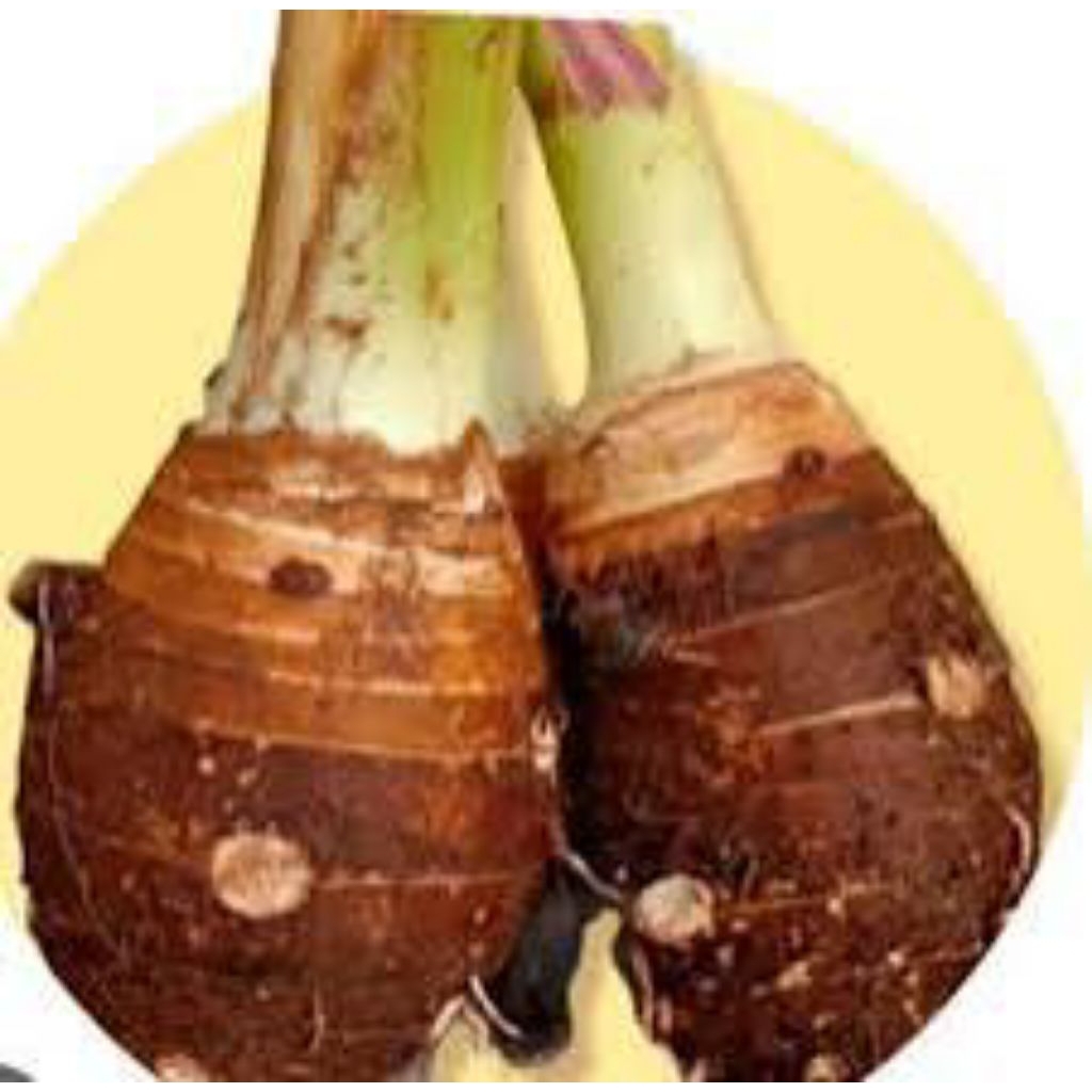 umbi talas ketan wangi 1kg