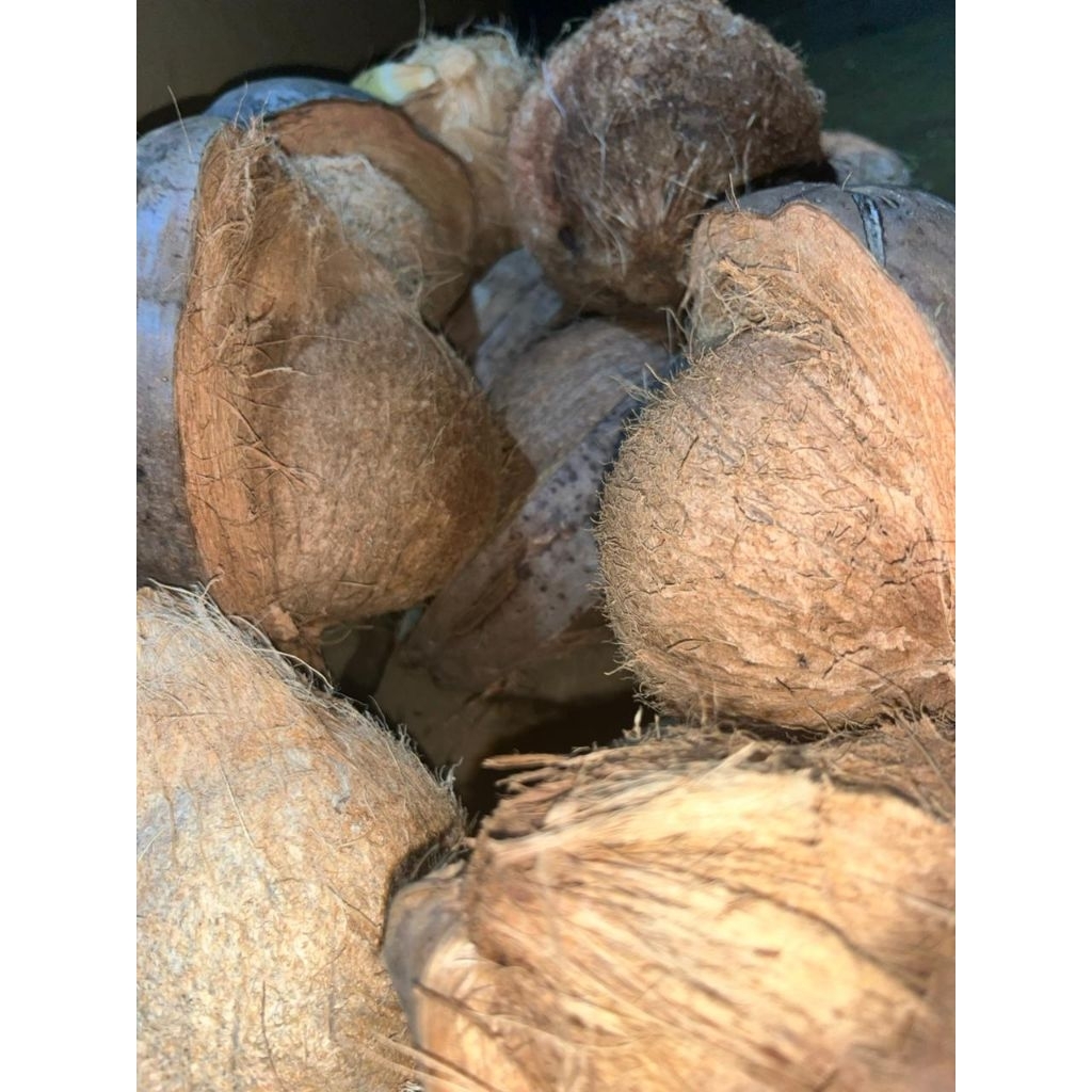 

buah kelapa tua untuk santan masak