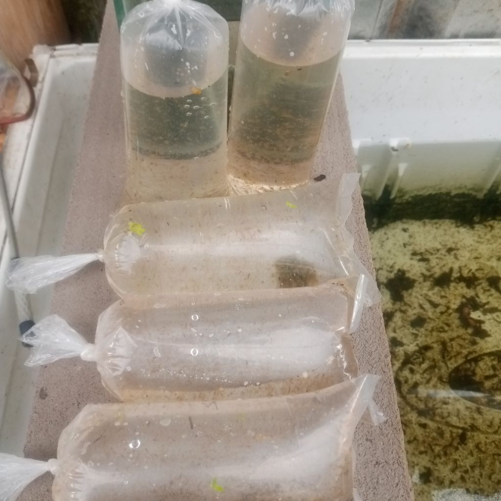 daphnia Magna (kutu air raksasa)