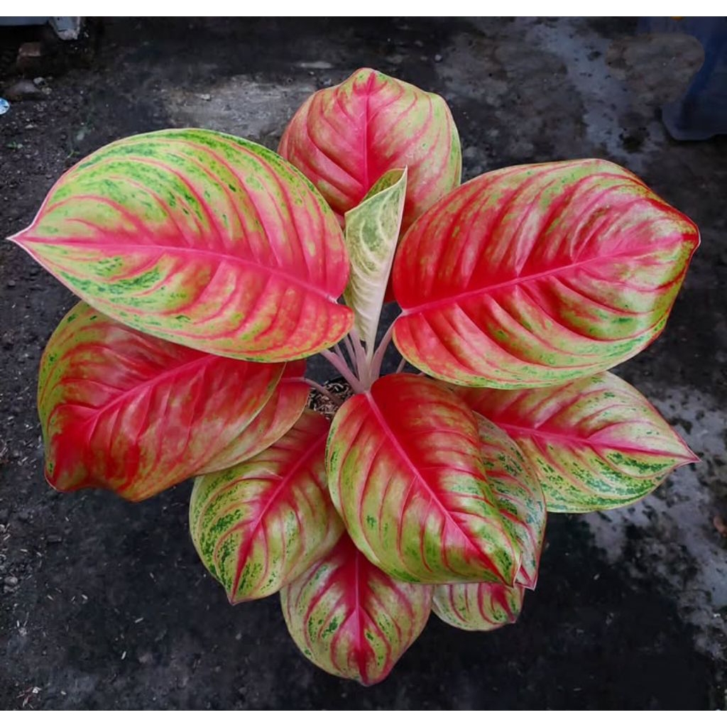 Tanaman Hias aglonema Andini bibit bonggol asli berakar/bertunas /bonggol aglonema murah