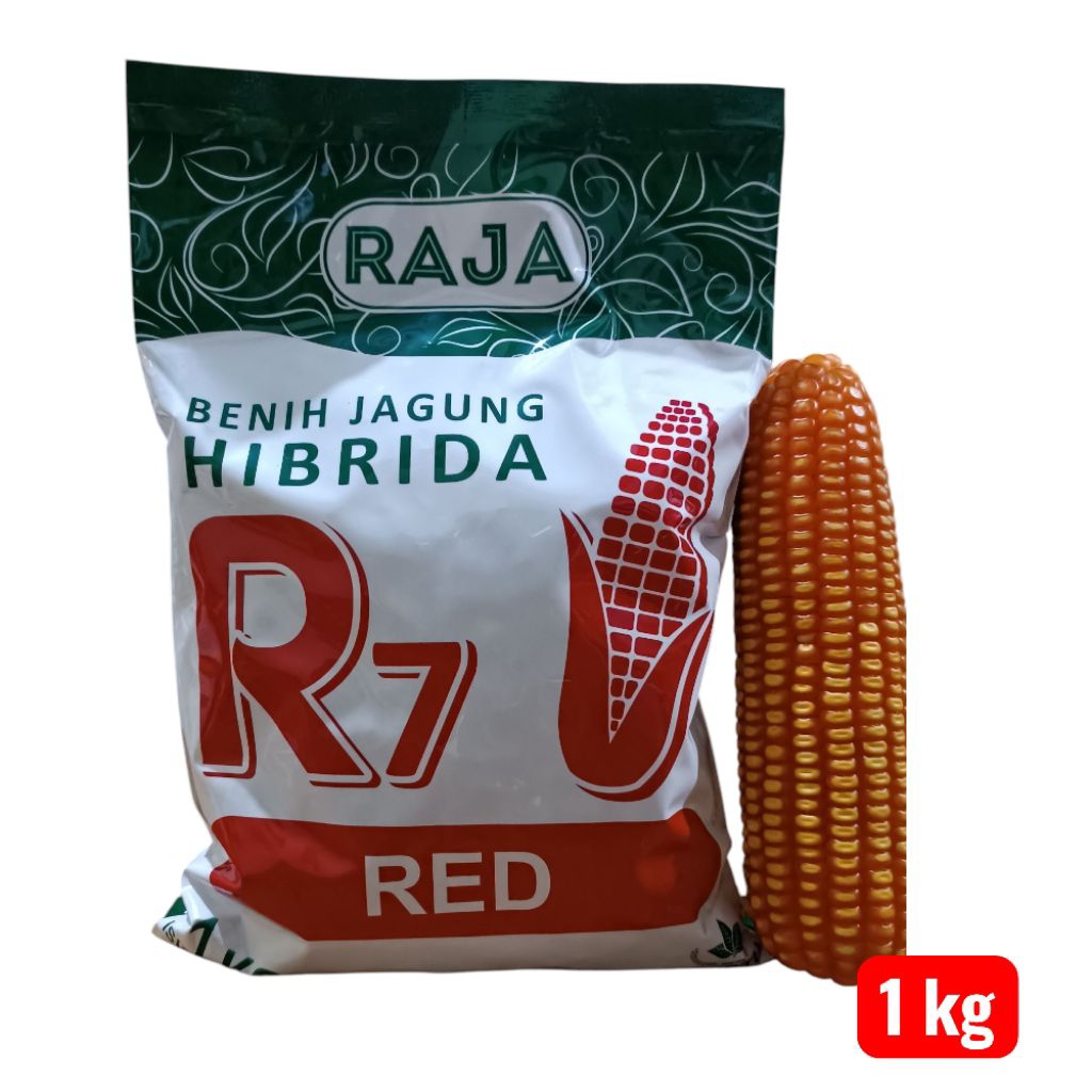 BENIH JAGUNG HIBRIDA R7 RED,ISI 1 KG