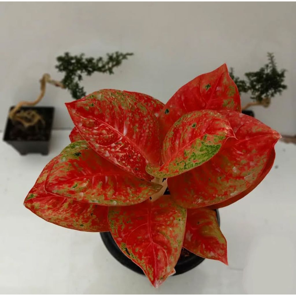 Tanaman Hias Aglonema Mahadewi bibit bonggol Asli /bonggol aglonema murah berakar