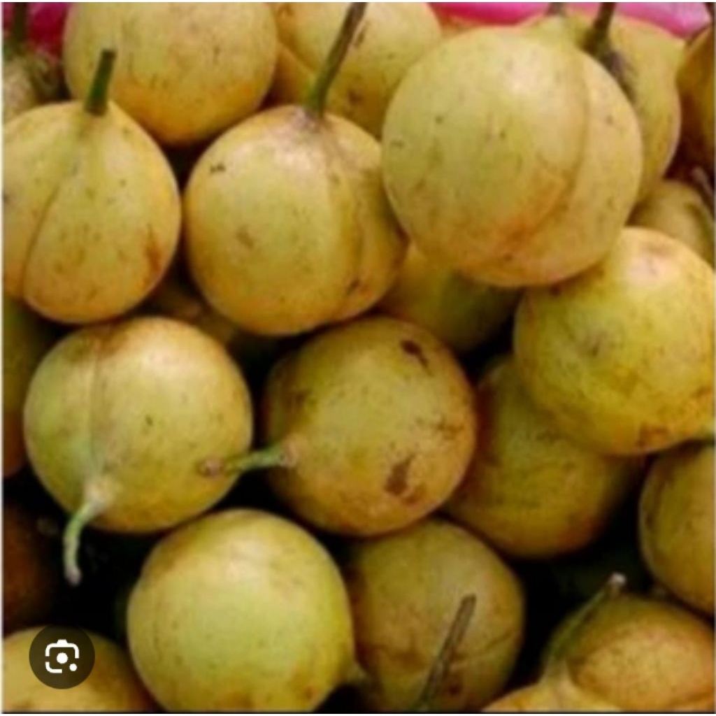 

buah pala gelondongan \gelotok kemasan 1kg