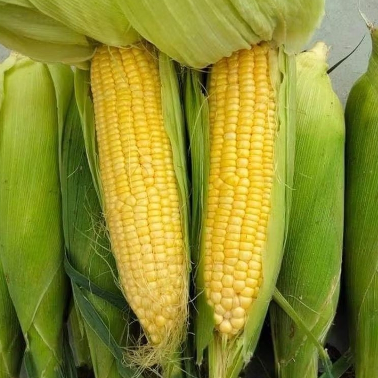 

INSTAN KOTA JAMBI Jagung Manis Besar