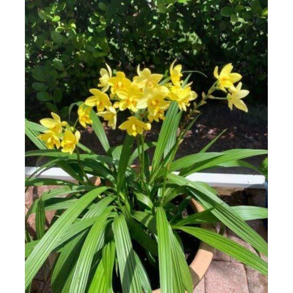 Anggrek Tanah Bunga Kuning - Pohon Anggrek - Bibit Pohon Anggrek Tanah