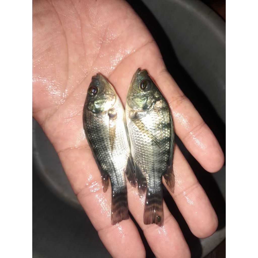 BIBIT IKAN NILA HITAM UKURAN KOREK GAS