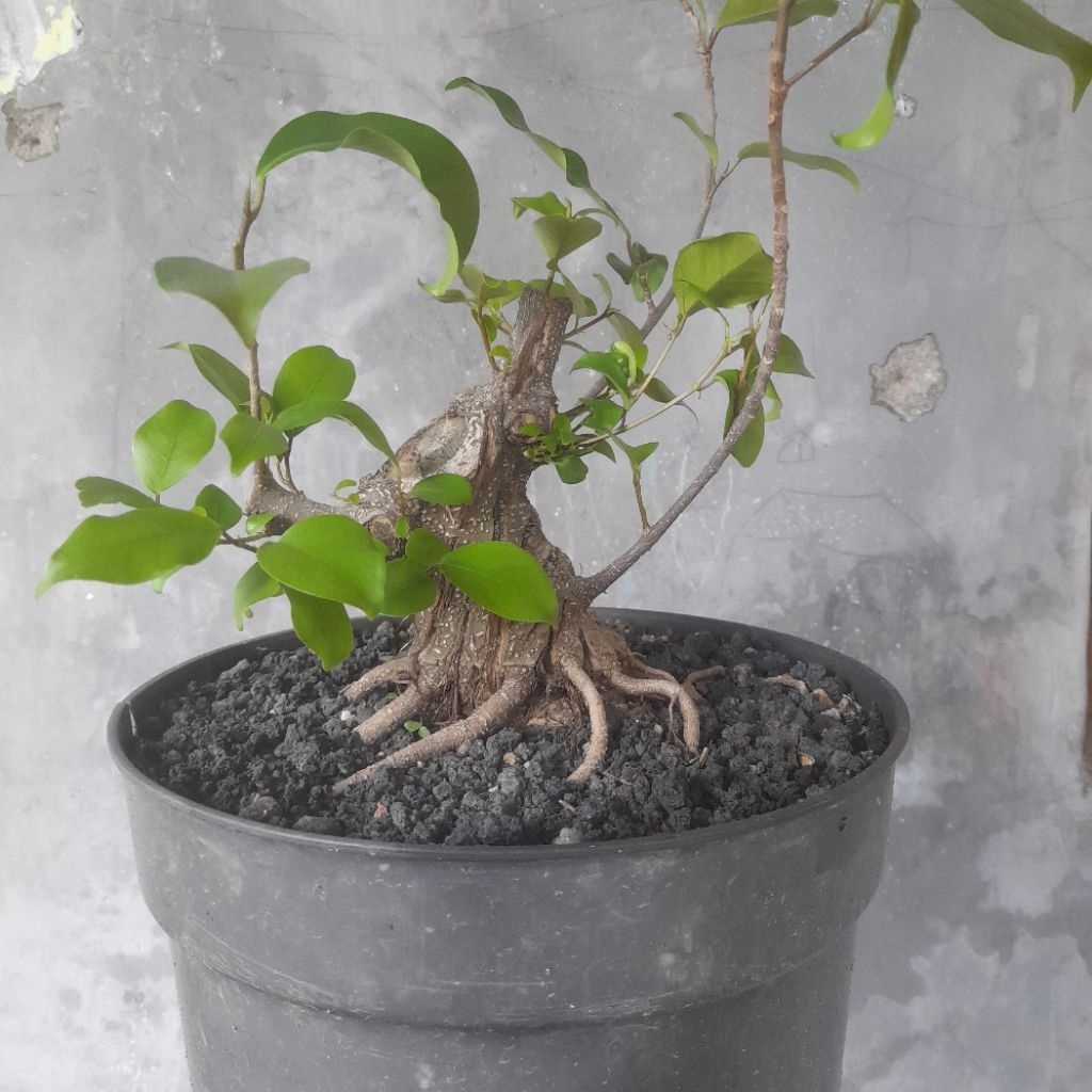Bahan Bonsai Iprik / Ficus Retusa ( Real Pict )