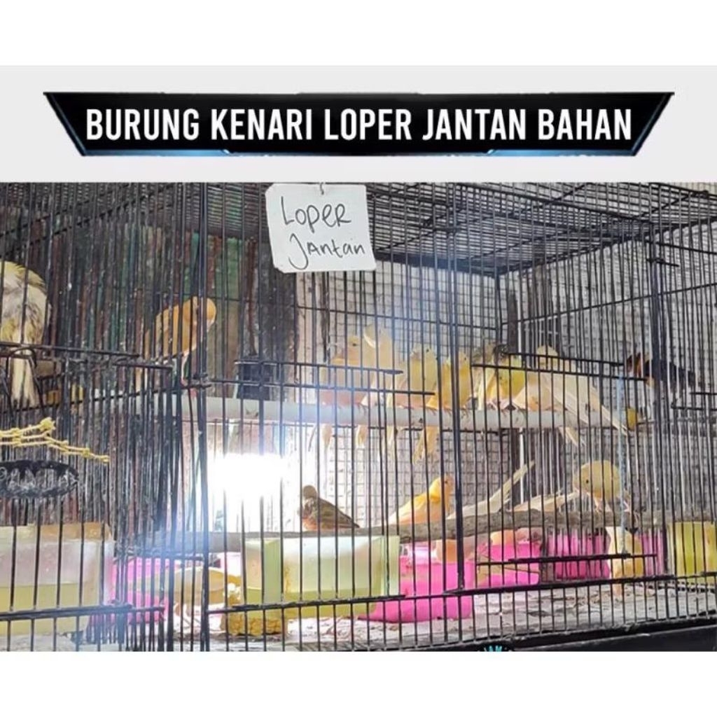kenari Loper cerah jantan pilihan