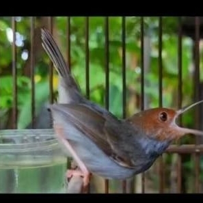 burung prenjak klawu sumatra