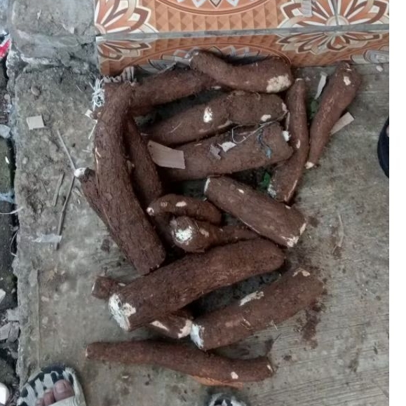 

singkong berkualitas