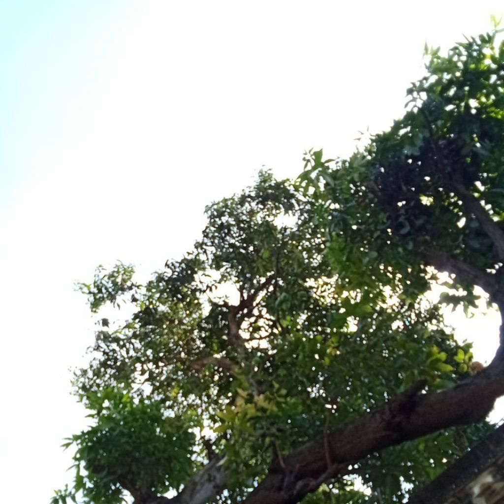 

satu kg mangga muda mangga rujak fresh petik langsung kirim