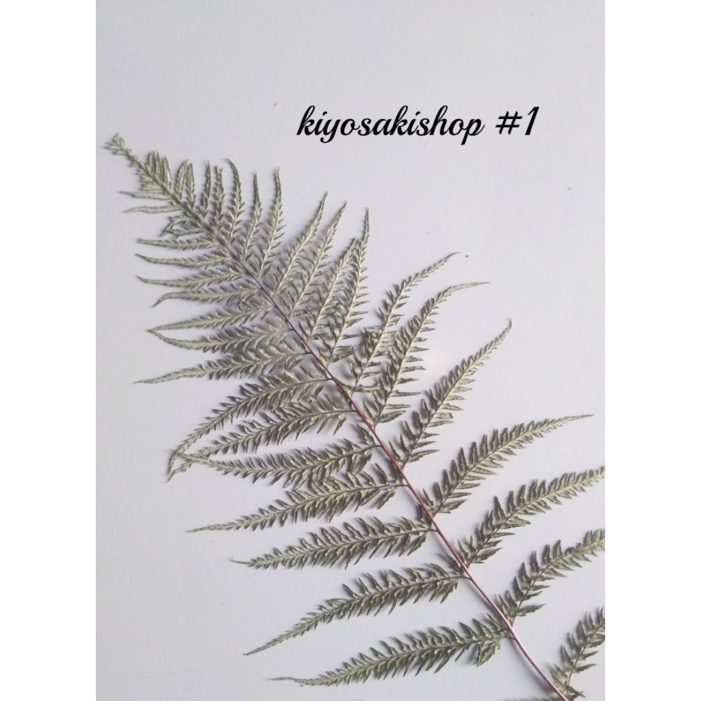 Hiasan dinding daun kering asli #1