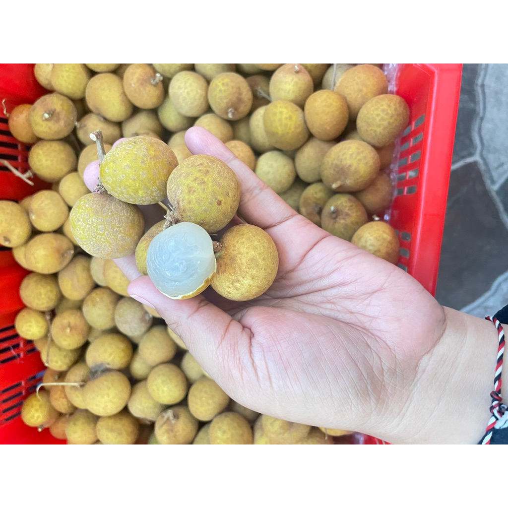 

klengkeng bangkok grade emas/ gold perKG