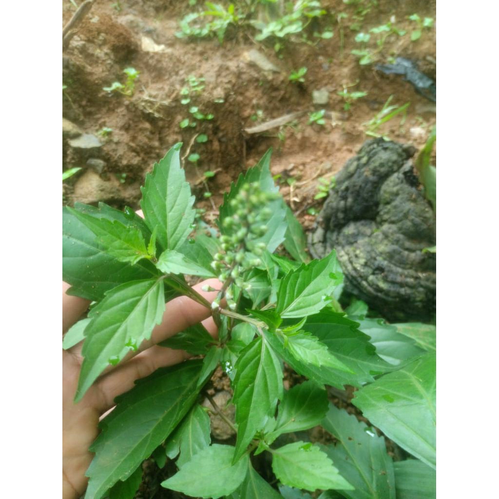 

daun kalingsir / belalai gajah /daun kenikir 500gr