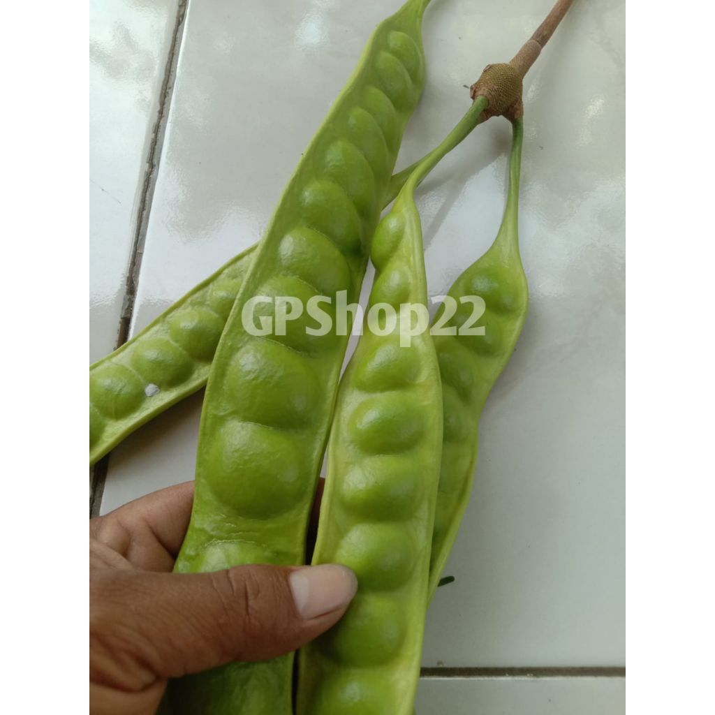 

Pete/petai/pete 1 papan lonjor/petai super jumbo Spek Market/pete super