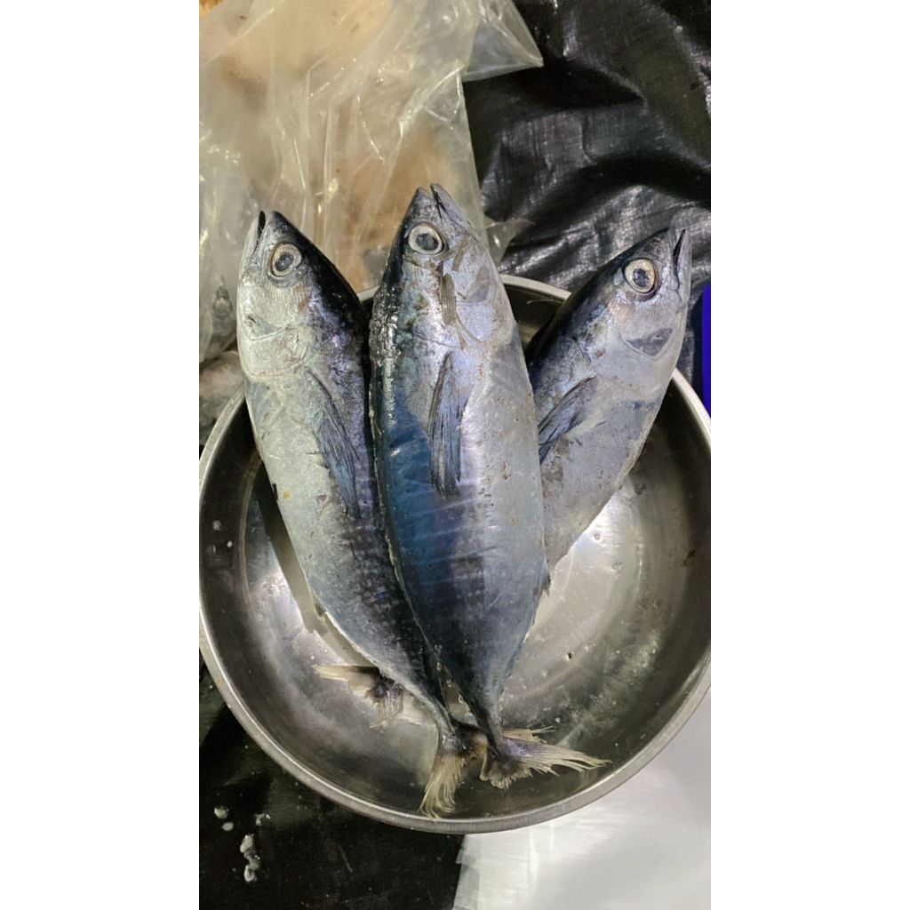

Baby Tuna Segar – 1 Kg