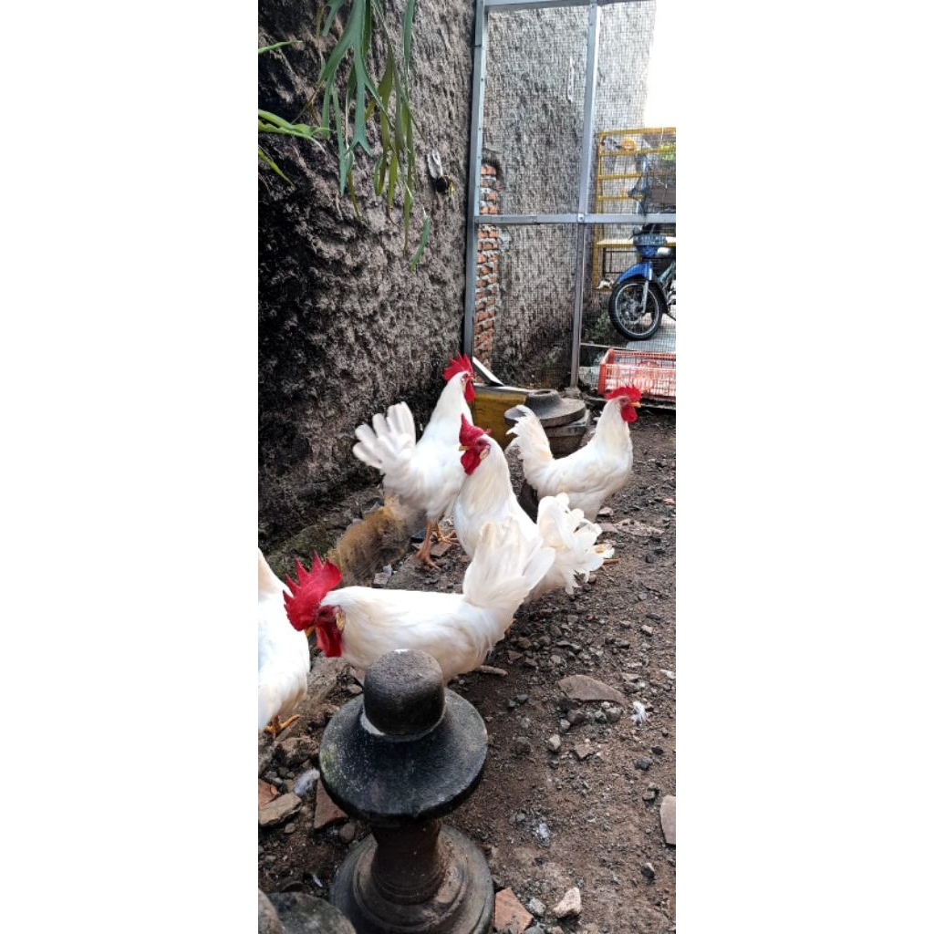 Ayam Jantan White Leghorn Pure L ine buat indukan usia 6 bulan