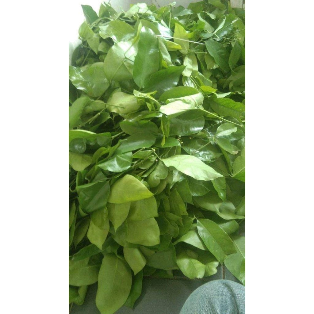 

1kg daun melinjo tangkil segar freshh dadakan organic