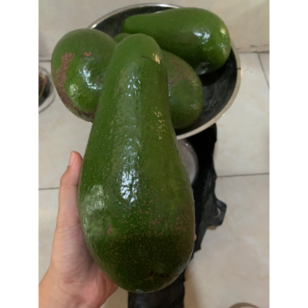 

Alpukat Mentega Pulen Besar