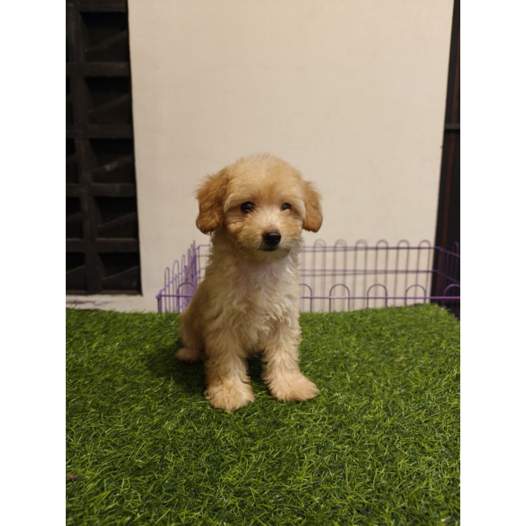 boneka hidup Toy Poodle