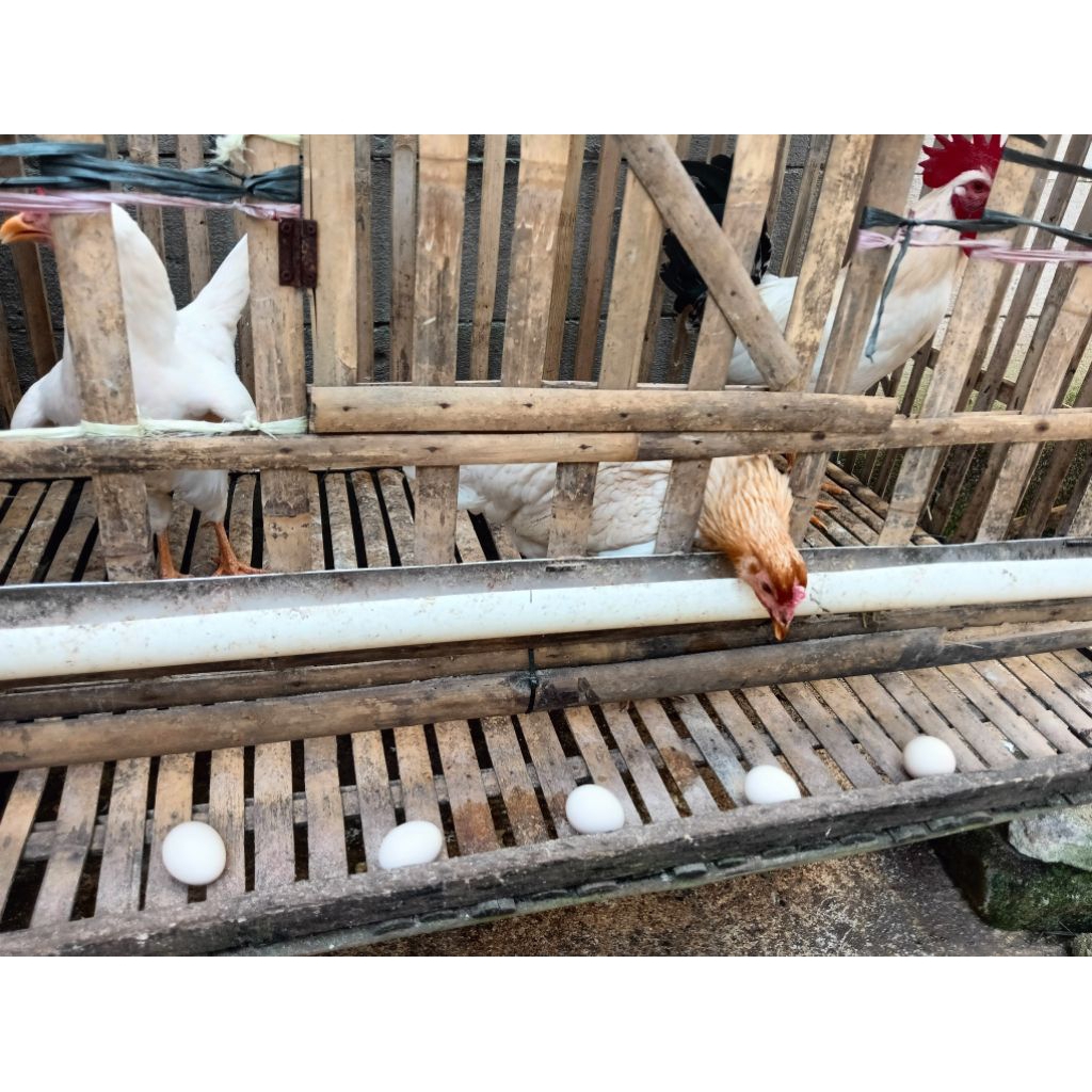 

telur fertil ayam elba