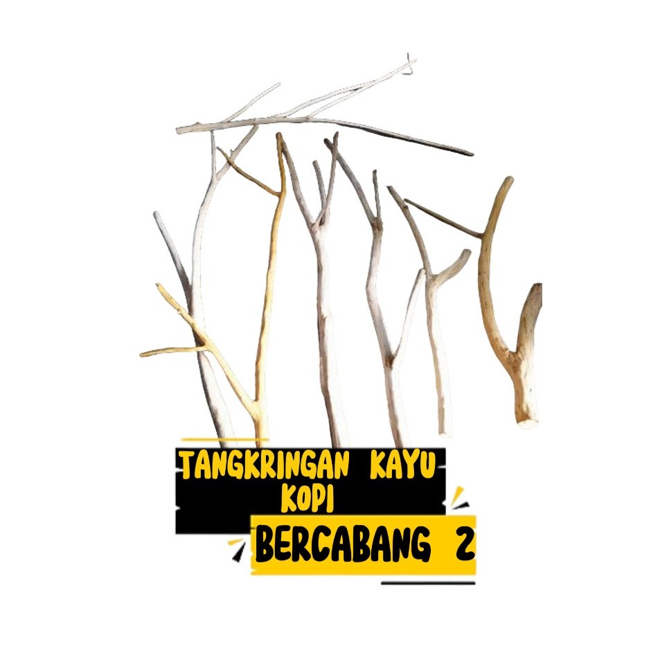 Tangkringan Burung Kayu Kopi Bercabang 2