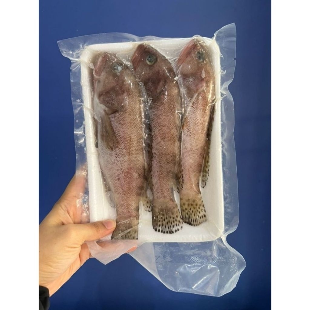 

Ikan Krapu
