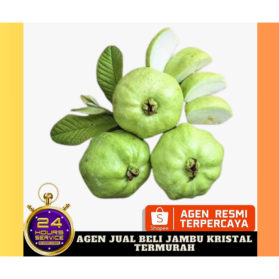 

AGEN Jambu kristal fresh 5 KG, jambu kristal, jambu kristal segar TERMURAH