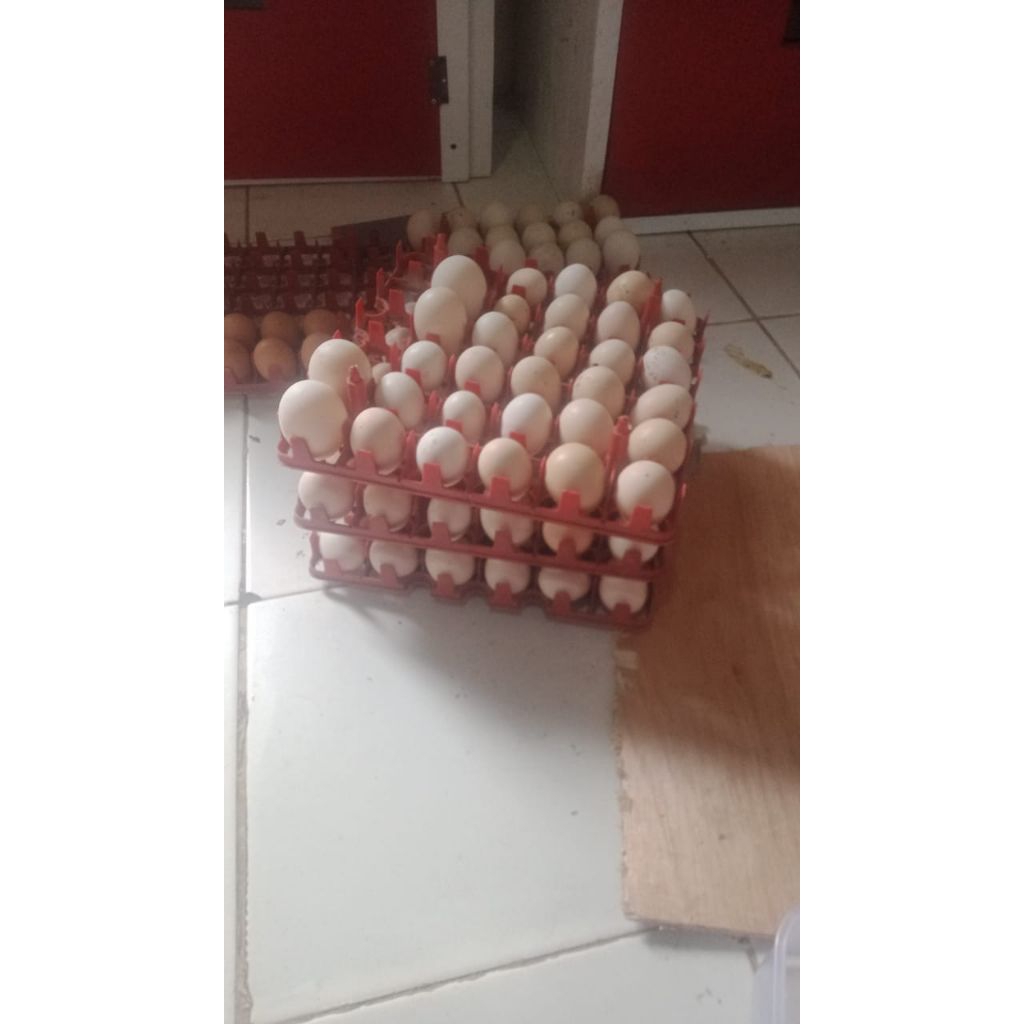 

TELUR AYAM KAMPUNG FERTIL TINGGI PROTEIN