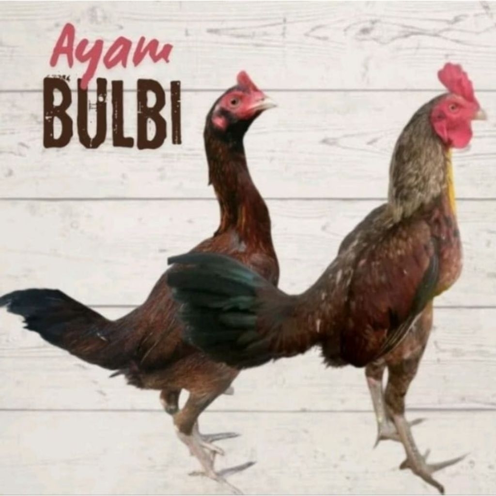 

Paket hemat 5 Telur Ayam Bangkok Bulbi Sragen Calon petarung Super Fertil Buat ditetaskan