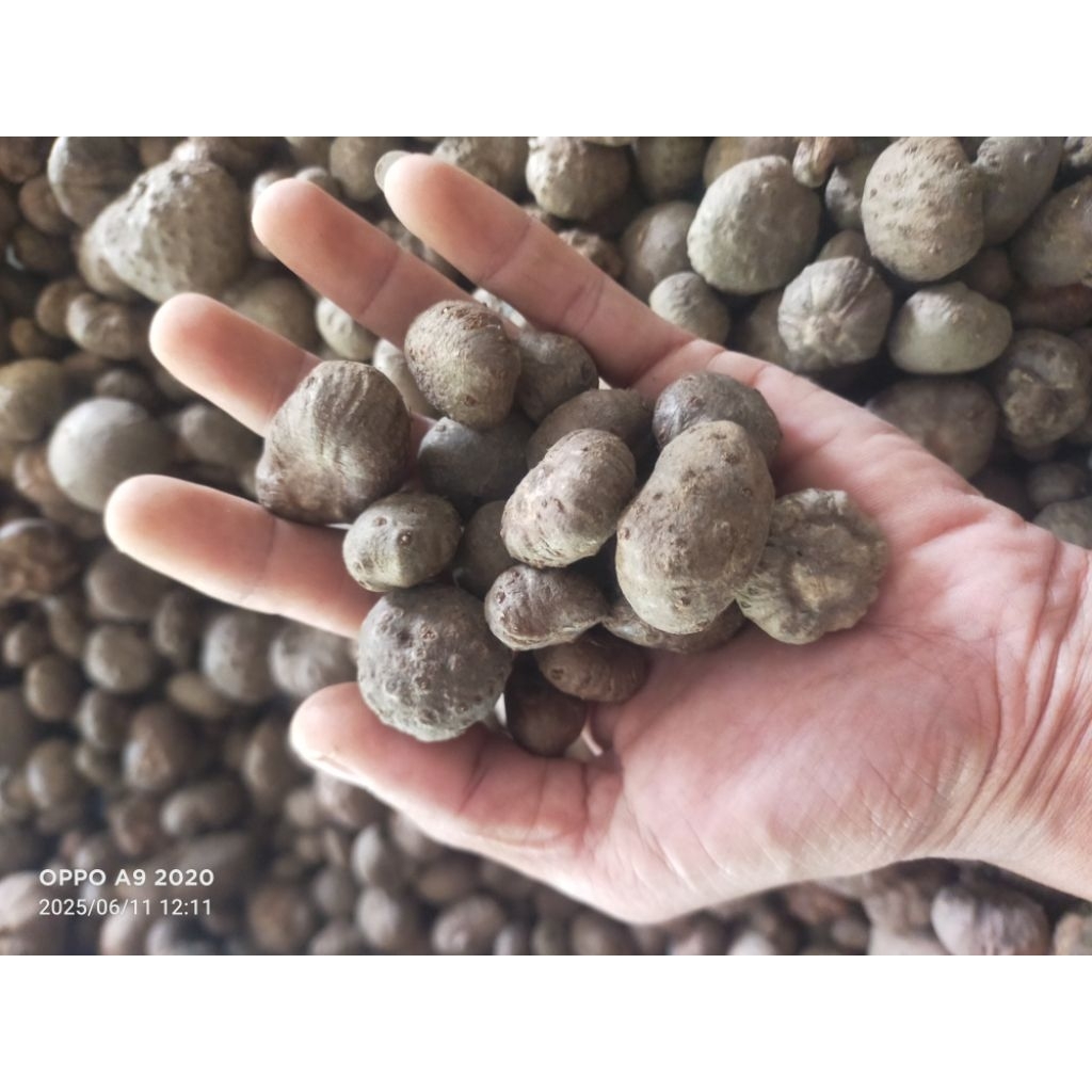 bibit Porang katak mini perbiji