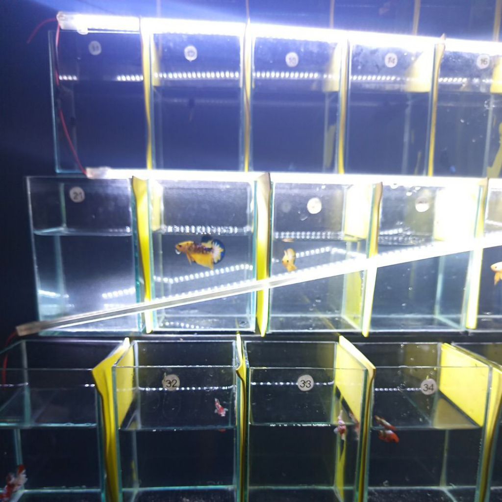 Ekstrak daun ketapang olahan