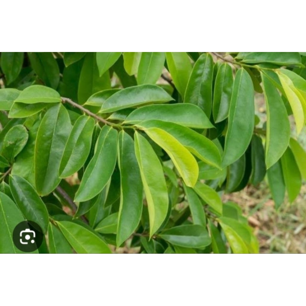 

daun sirsak untuk kesehatan 100 lembar